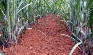 怎么样种甘蔗 甘蔗的种植方法